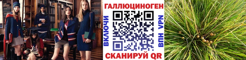 продажа наркотиков  Курчалой  Галлюциногенные грибы мицелий 